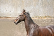 stallion