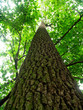 tall tree
