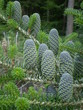 natur