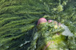 alga-2