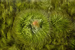 alga-3
