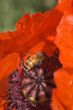 red flowers