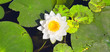 water lily