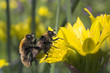 bees on flower