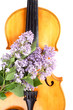 elegance  viola