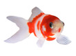 goldfish