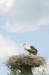 Foto: stork stork