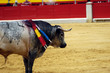 toro-20