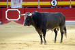 toro-57