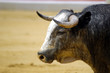 toro-80