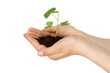 plant