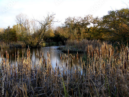 autumn pond autumn pond