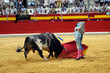 torero-53