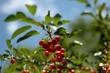 red cherries