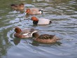 canard à l'etang canard à l'etang