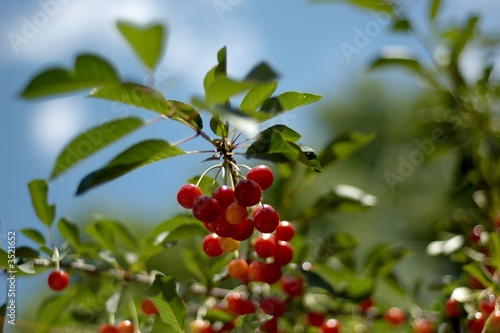 Photo: red cherries red cherries