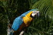 guacamaya guacamaya