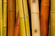 bamboo