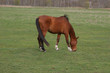 withe horse