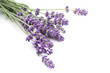 lavender lavender