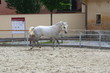 Lipizzaner beim Ausgang