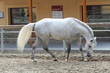 weißer Lipizzaner