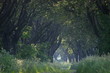 Foto: schwedische mehlbeerbaumallee schwedische mehlbeerbaumallee