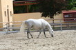 weißer Lipizzaner beim Toben 