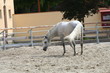 weißer Lipizzaner