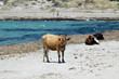 vaches sur la plage