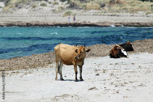 vaches sur la plage