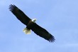 american eagle american eagle