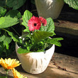 Gerbera Daisy in Redwing Pottery