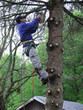 an arborist cutting a blue spruce down