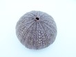 seeigel 05
