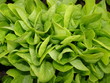 texture of green lettuces
