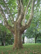 a tree
