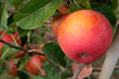 Photo: red apple red apple