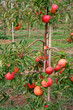 Photo: sweet apple sweet apple