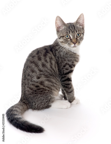 katze