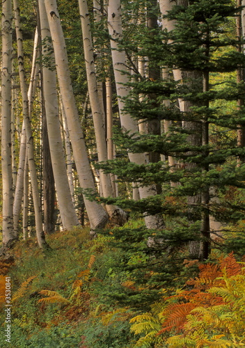 Birch forest Birch forest