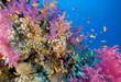 complete reef