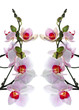 Isolated white and pink moth orchid ( Phalaenopsis )