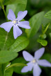periwinkle periwinkle