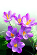 Low growing springtime magenta crocuses 