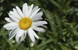 Camomile with drops of morning dew