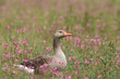Oie cendrée sur fleur violette Anser anser   Greylag Goose