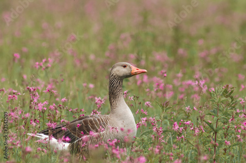 Oie cendrée sur fleur violette Anser anser Greylag Goose Oie cendrée sur fleur violette Anser anser Greylag Goose