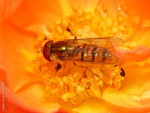 Syrphe (Episyrphus balteatus) au coeur d'une rose Syrphe (Episyrphus balteatus) au coeur d'une rose