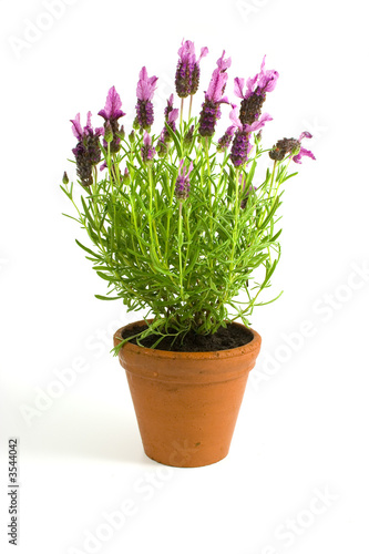 Lavender